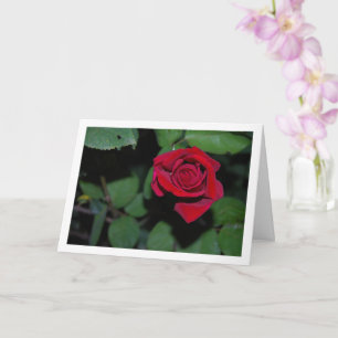 Single Red Rose and Green Leaves Card
