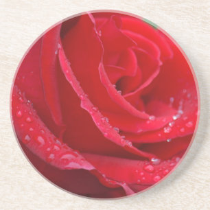 Single red rose blossoms coaster