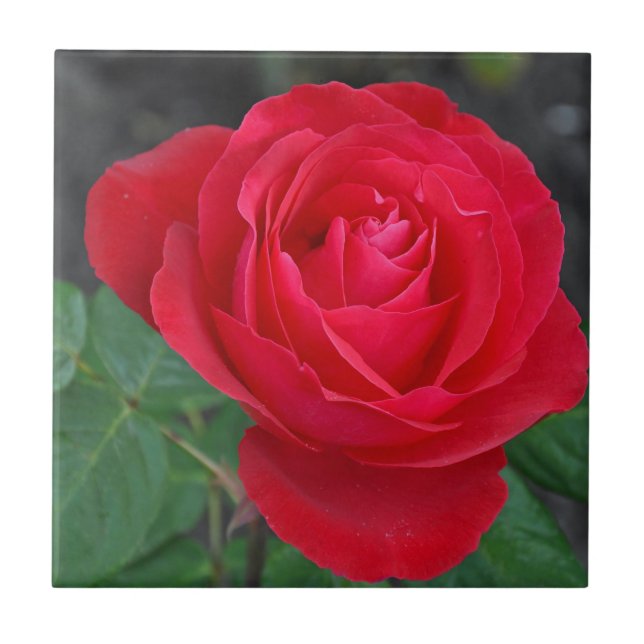 Single red rose ceramic tile (Front)