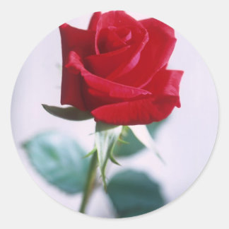 Single Red Rose Flower Classic Round Sticker