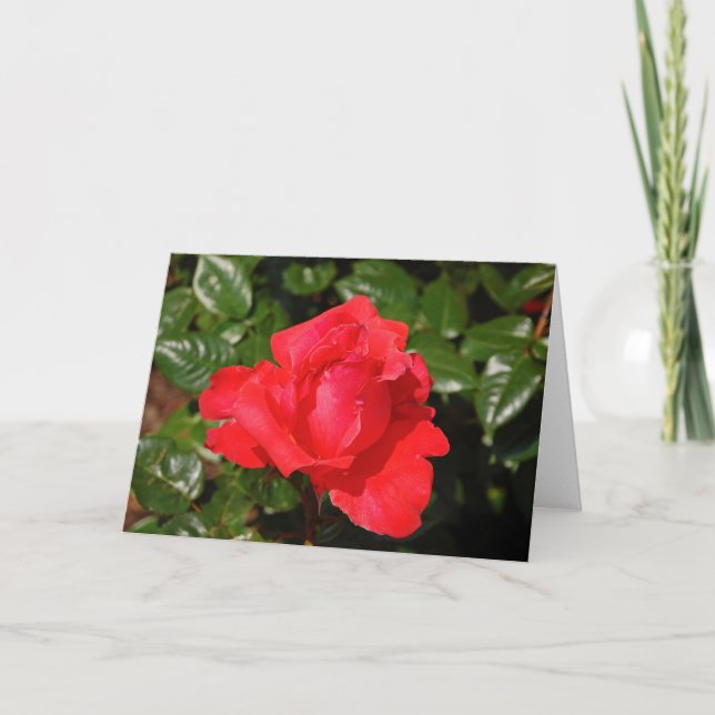 Single red rose greeting card (Front)
