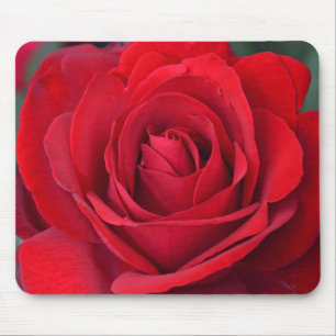 Single red rose in full bloom mouse pad