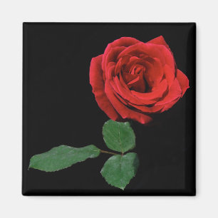Single Red Rose Magnet