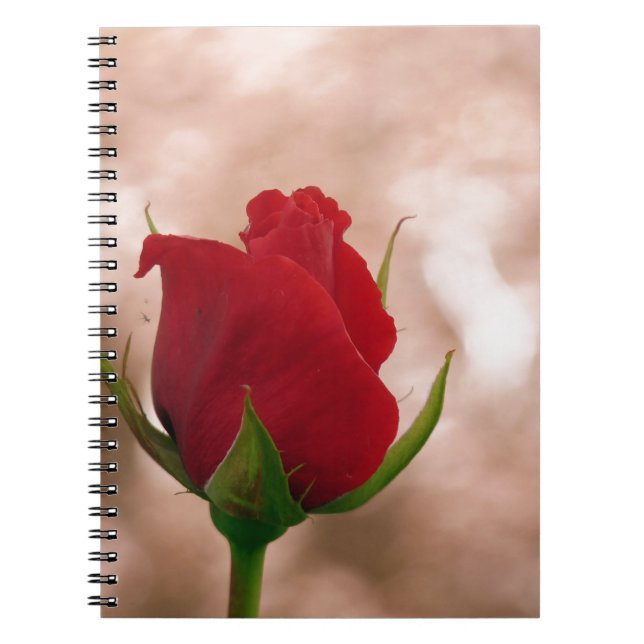 Single Red Rose Notebook (Front)