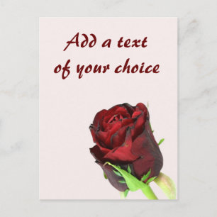 Single red rose on a light pink background postcard