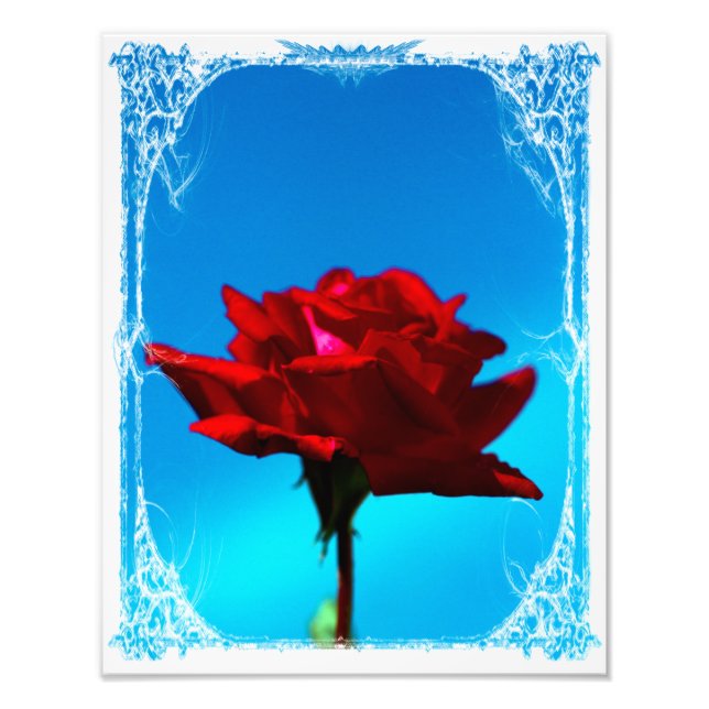 Single red rose photo print (Front)