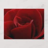 Single Red Rose Postcard