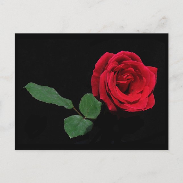 Single Red Rose Postcard (Front)