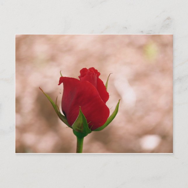Single Red Rose Postcard (Front)