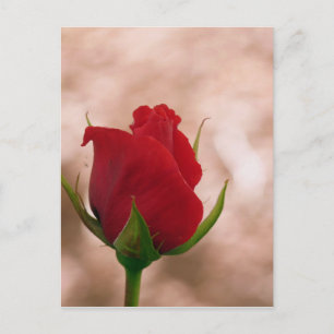 Single Red Rose Postcard
