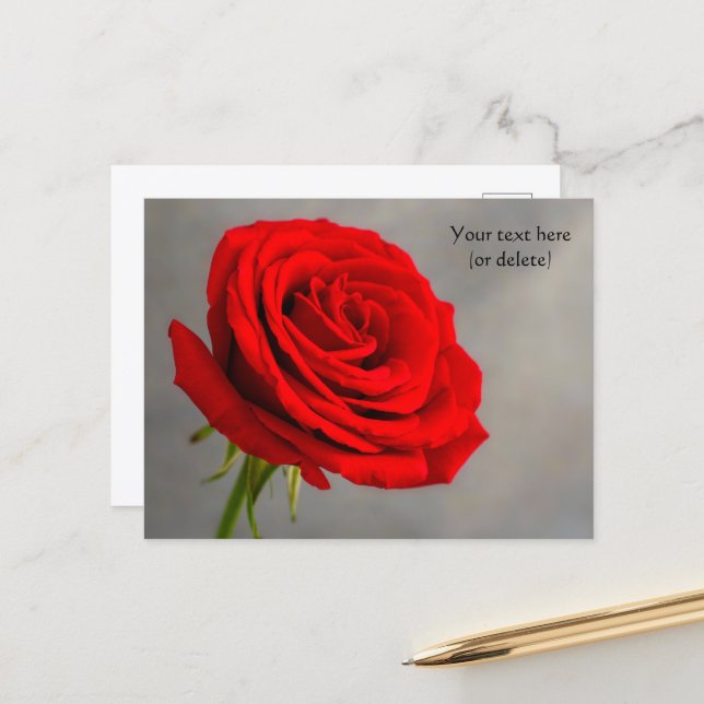 Single Red Rose Postcard (Front/Back In Situ)