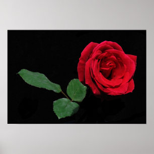 Single Red Rose Poster