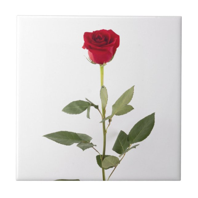 Single Red Rose Tile (Front)