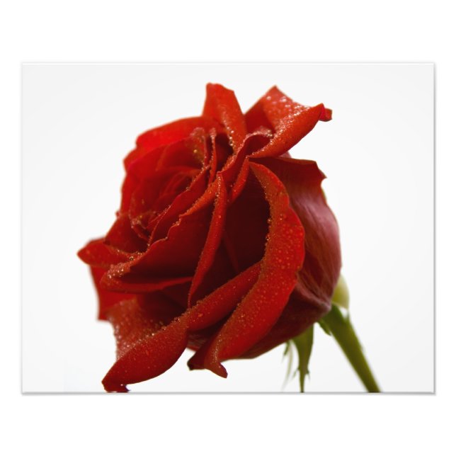 Single Red Rose With Dew Drops Photo Print (Front)