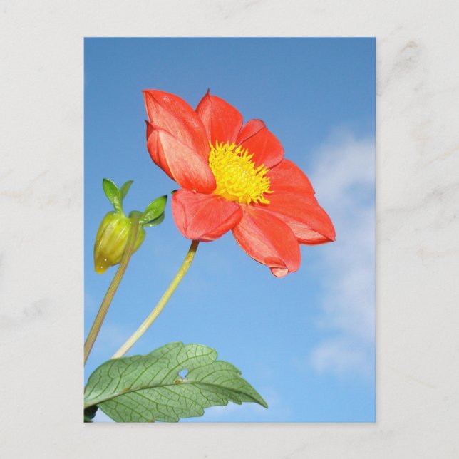 Single Red Strawberry Blossom Flower Postcard (Front)