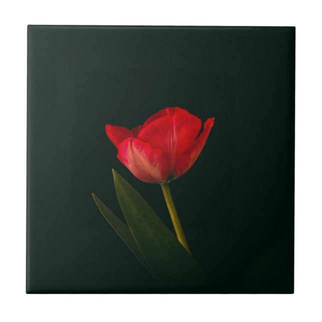 Single Red Tulip Tile (Front)