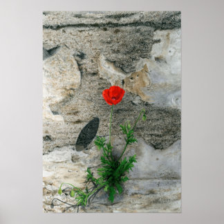 Single Round Shadow Poster