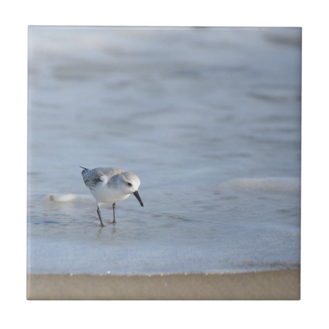 Single Sandpiper walking on beach  Ceramic Tile (Front)
