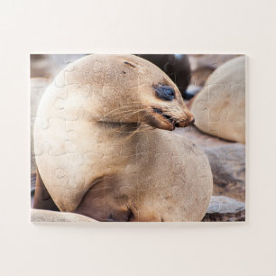 Single Seal in Collony Jigsaw Puzzle