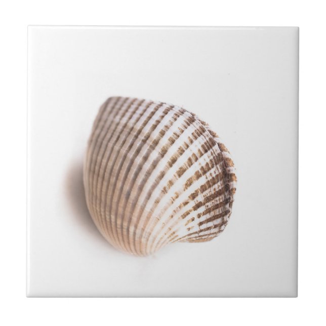 Single seashell tile (Front)