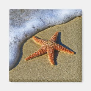 Single Starfish on Beach Magnet
