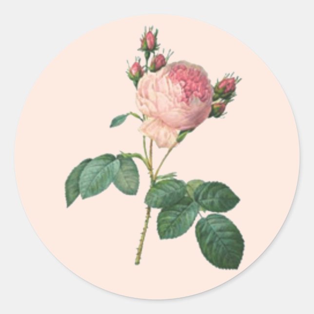 Single Stem English Rose Botanical Classic Round Sticker (Front)