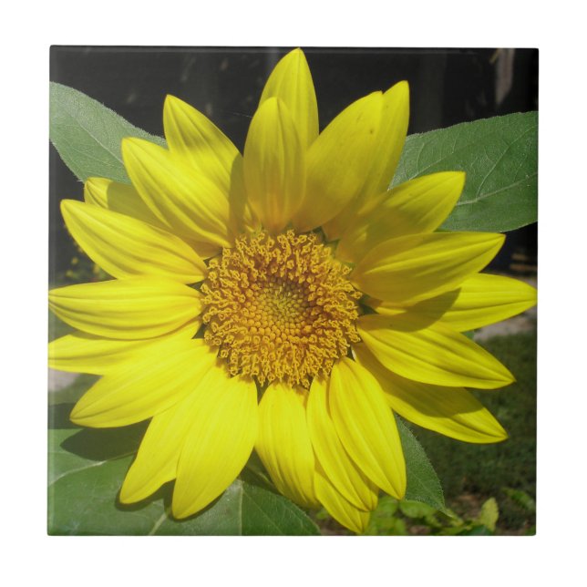 Single Sunflower Ceramic Tile (Front)