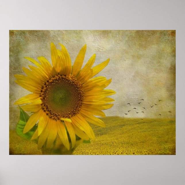 Single Sunflower on sunflower pasture Poster (Front)