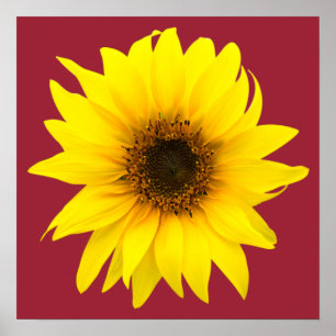 Single sunflower poster
