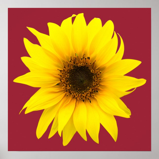 Single sunflower poster (Front)