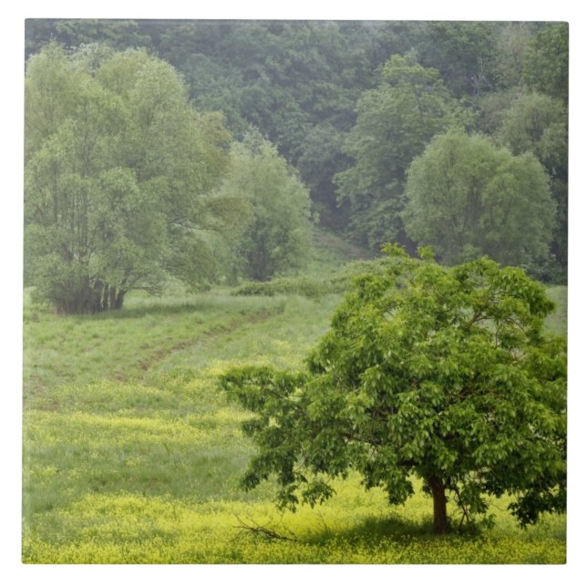Single tree in agricultural farm field, Tuscany, 2 Ceramic Tile (Front)