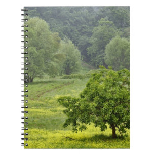 Single tree in agricultural farm field, Tuscany, 2 Notebook
