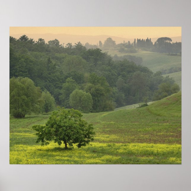 Single tree in agricultural farm field, Tuscany, Poster (Front)
