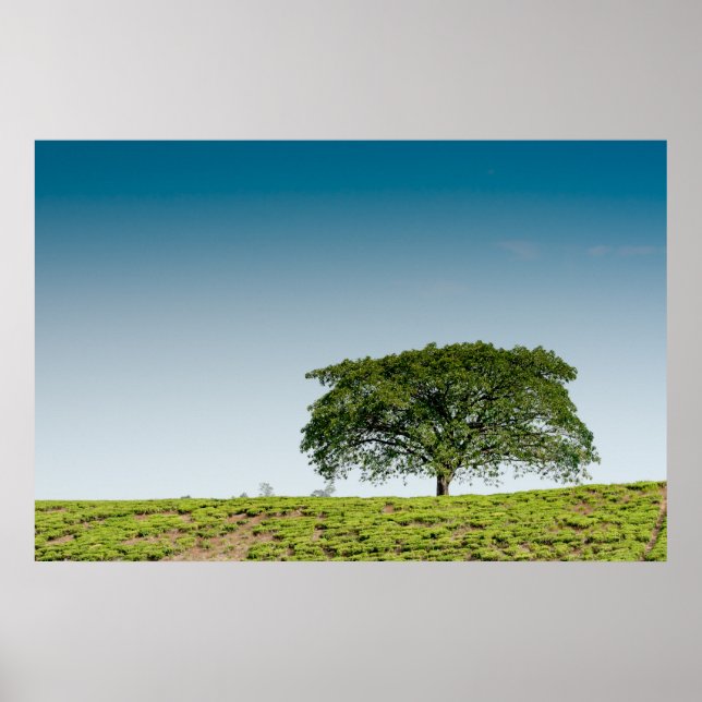 Single tree in tea plantations poster (Front)