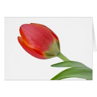 Single Tulip