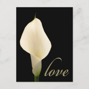 Single white calla lily postcard