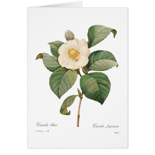Single white camellia (Front)