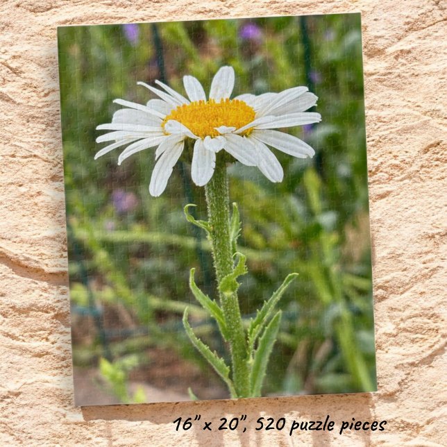 Single White Daisy Floral Close-Up Photograph Jigsaw Puzzle (Completed Shasta Daisy jigsaw puzzle.)