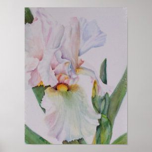 Single White Iris Poster