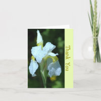 SINGLE WHITE IRIS WITH RAINDROPS