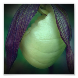 Single White Lady Slipper Orchid Flower 8x8 Photo Print