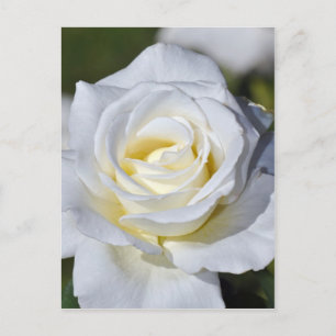 Single white rose blossoms postcard