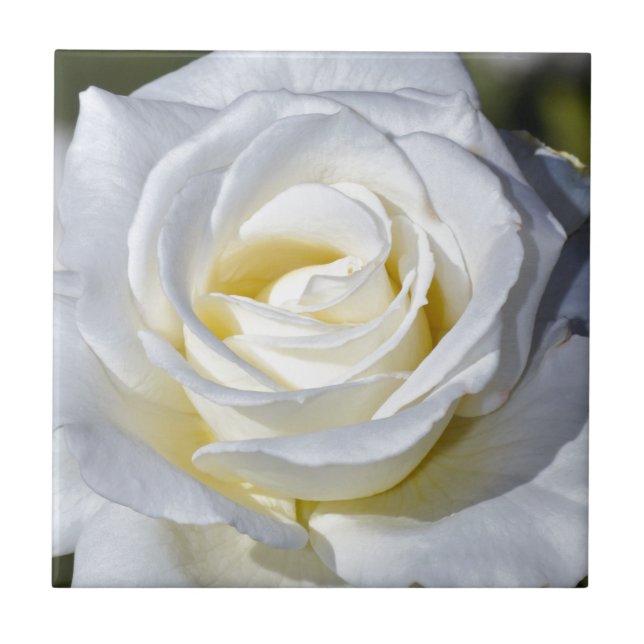 Single white rose blossoms tile (Front)