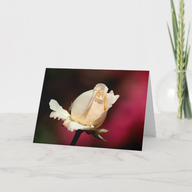 Single white rose greeting card (Front)