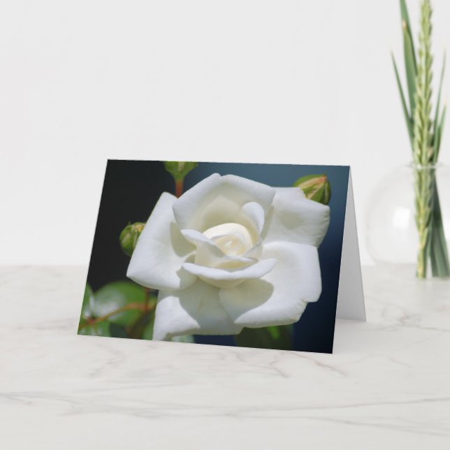 Single White Rose - Note Card (Front)