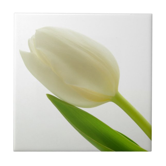 Single White Tulip Ceramic Tile (Front)