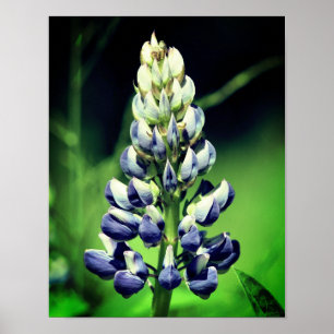 Single Wild Purple Lupine Flower  Poster
