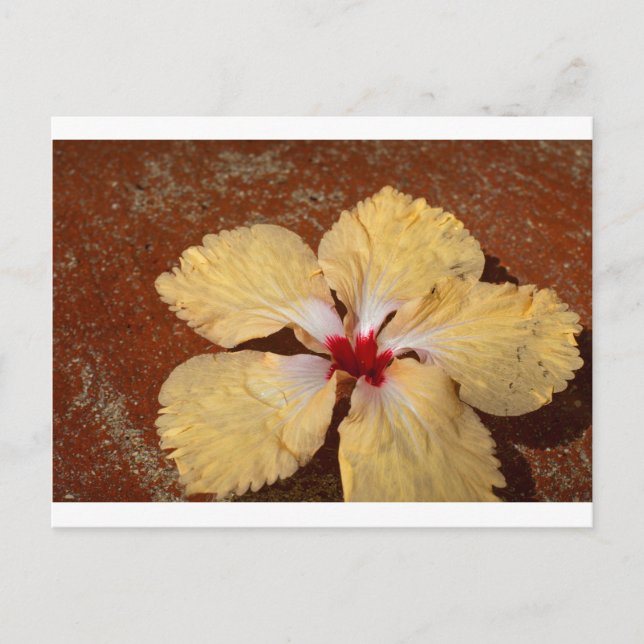 Single yellow hibiscus flower postcard (Front)