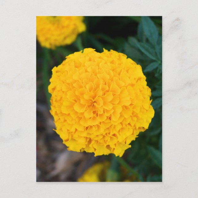 Single Yellow Marigold Postcard (Front)