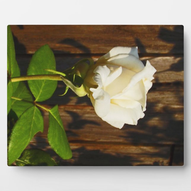 Single Yellow Rose ~ 8x10 With Easel Plaque (Front)